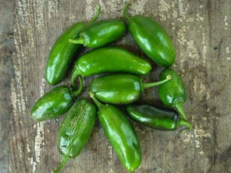 Jalapeno Craig’s Grande chili - Csípős paprika ritkaságok az Egzotikus Növények Stúdiója kínálatában